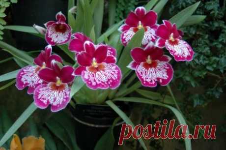 Орхидея мильтония: уход в домашних условиях, возможные проблемы. Фото и видео