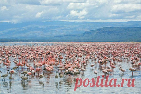Рай для розовых фламинго / Туристический спутник
