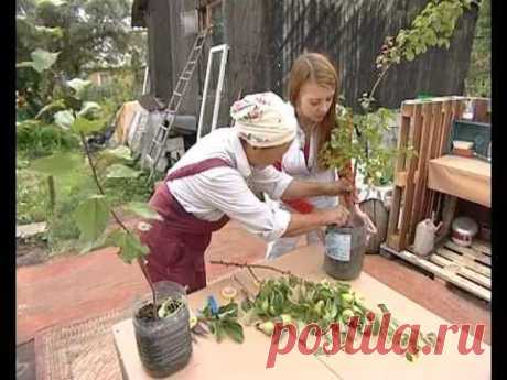 Прививка почкой - уДачные советы