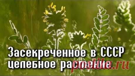 ЗАСЕКРЕЧЕННОЕ РАСТЕНИЕ в СССР, для избранных - ЛЕЧИТ ПОЧТИ ВСЕ БОЛЕЗНИ!