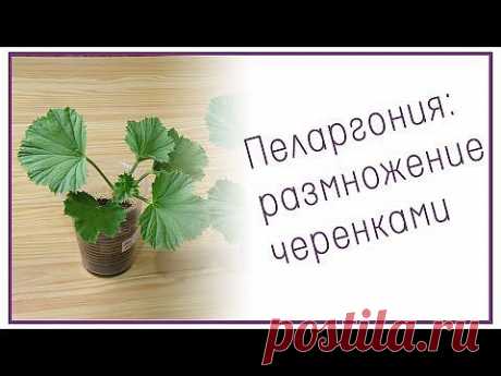 Пеларгония: размножение черенками - YouTube