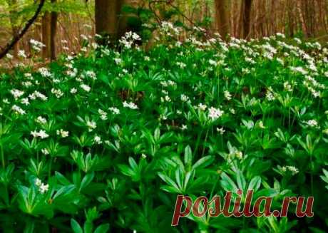 Лекарственное растение Ясменник душистый (Galium odoratum). Многолетнее растение, высотой 10-20, иногда до 30 см. Стебель г гладкий, 4-гранный. Листья темно-зеленые, ланцетные, заостренные, с жестким краем и килем, собраны в мутовки по 6-8. Белые цветки с 4-членным воронковидным венчиком, концы лепестков которого распростерты, собраны в ложные зонтики с длинными цветоножками.