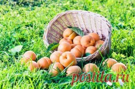 Выращивание абрикосов в средней полосе – как добиться хорошего урожая