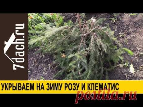 Укрываем на зиму РОЗЫ и КЛЕМАТИСЫ - 7 дач