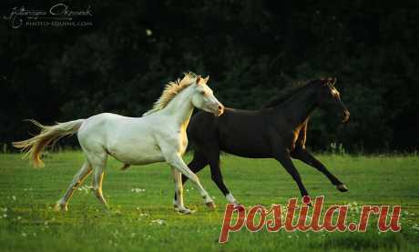 Welsh Ponies and Cobs from Anapon Stud - Equine Photography Katarzyna Okrzesik