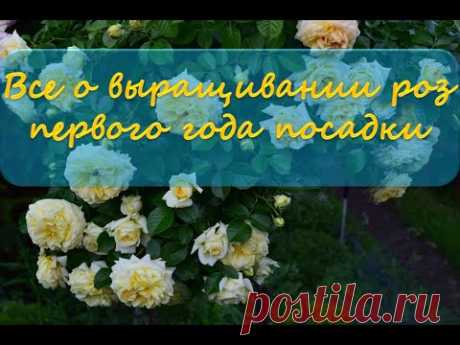 Все о выращивании роз первого года посадки