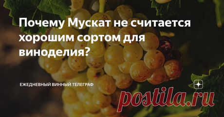 Почему Мускат не считается хорошим сортом для виноделия? В комментариях в статье про сорт Молдова Вы достаточно прохладно высказались и о достаточно популярном Мускате. Почему?