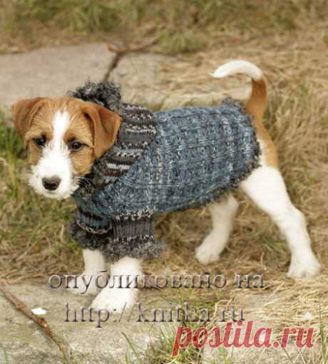 Сайт о маленьких собаках - Вязаные свитера. Часть 1