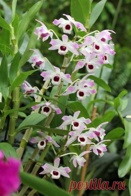 Уход за орхидеей Dendrobium nobile