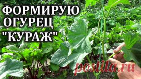 Как я формирую огурец КУРАЖ Вы все поймете с первого раза. | Любимая усадьба | Дзен