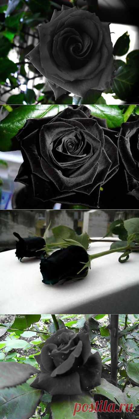 Мистическая красота чёрных роз из Халфети | ПРИСТАНЬ ОПТИМИСТОВ