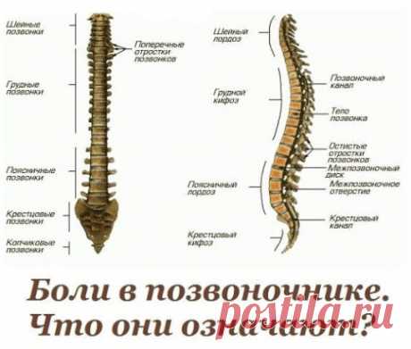 Жалобы при болях отдельных позвоночников и что это означает
Первый шейный позвонок (С 1, атлант): Головные боли, мигрень, ослабление памяти, хроническая усталость, головокружение, артериальная гипертензия, недостаточность мозгового кровообращения.
Второй шейный позвонок (С 2, осевой позвонок) ......читать далее
Воспалительные и застойные явления в придаточных пазухах носа, боли в области глаз, ослабление слуха, боли в ушах.
Третий шейный позвонок (С З)
 Лицевые невралгии, шум, свист в ушах,