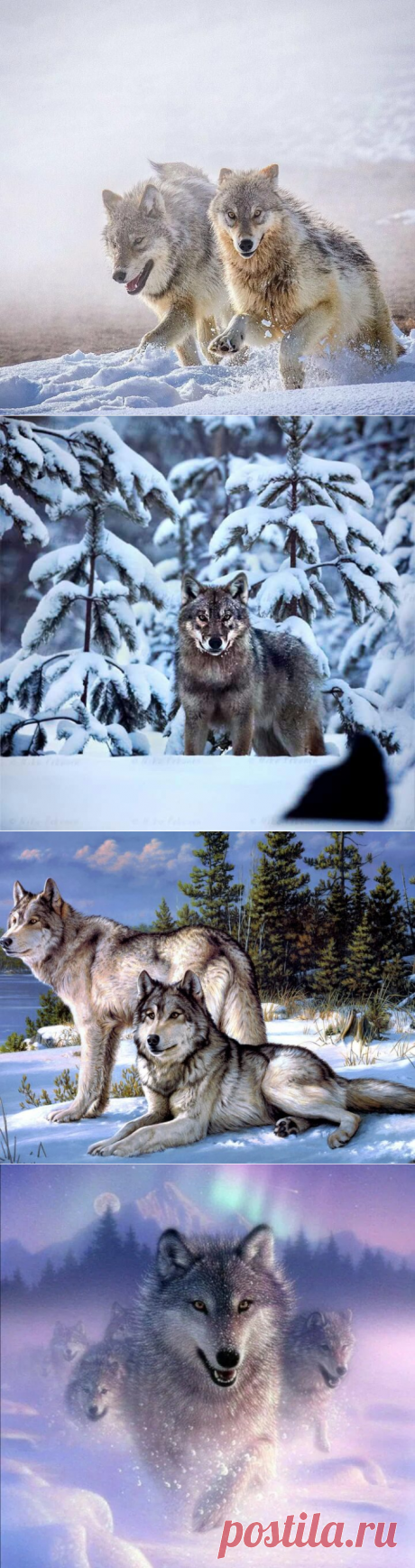 Образ жизни и питание волка зимой.