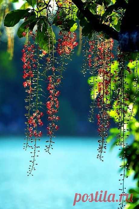 Красота Bud цветком в озера Хоан Кием, Вьетнам | Удивительные картинки - Удивительные картинки, изображения, фотографии из путешествий Все Aronud Всемирный