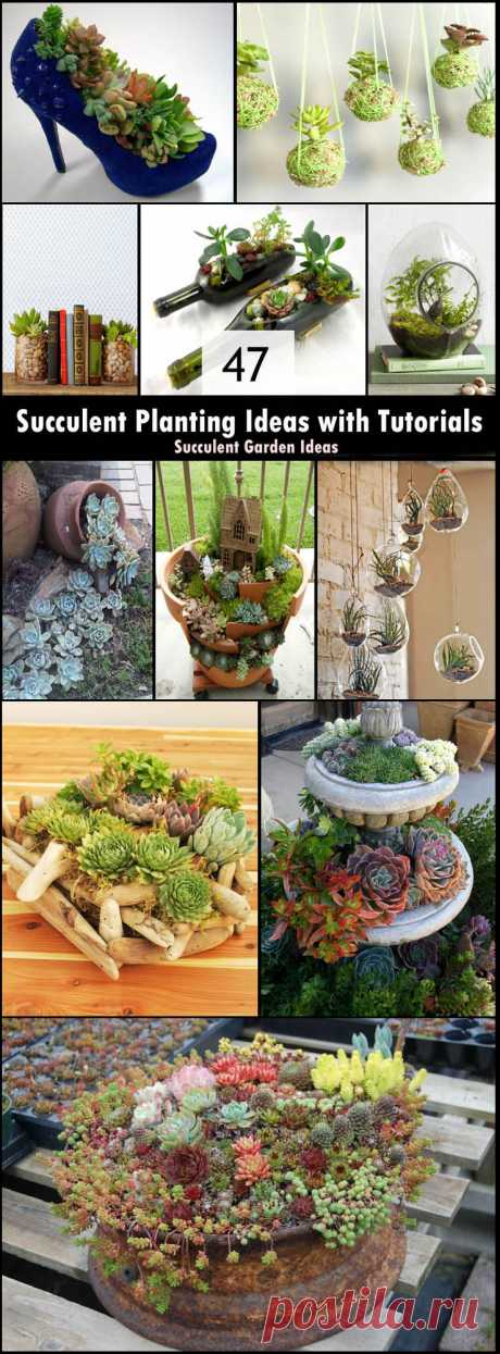 47 Succulent Planting Ideas with Tutorials | Succulent Garden Ideas | Balcony Garden Web