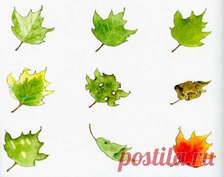 Как рисовать листья поэтапно | web-paint.ru