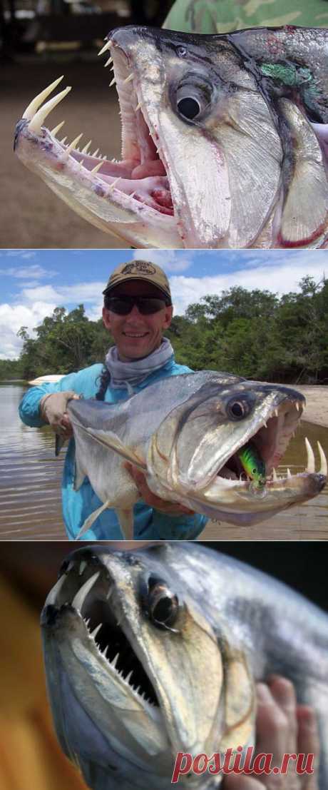 Рыба-вампир или паяра - подводный ужас Амазонки