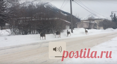 В Канаде на видео сняли группу оленей, аккуратно соблюдающих правила дорожного движения #Видео