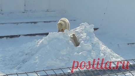 В Якутском зоопарке белая медведица вывела на прогулку медвежонка