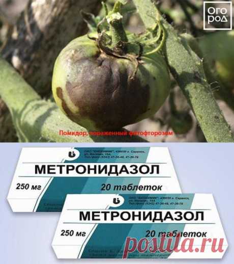 Все, как у людей: какие лекарства помогут растениям в саду и огороде?