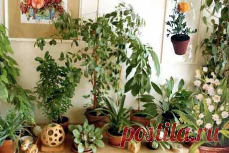 Комнатные растения: температура, полив, пересадка.