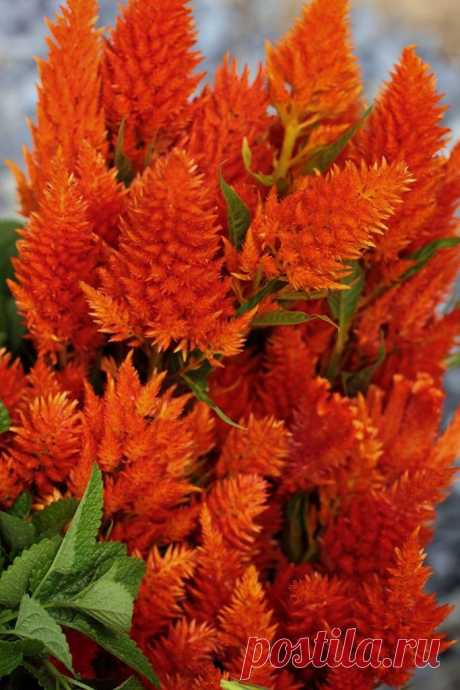 Plume Celosia Orange