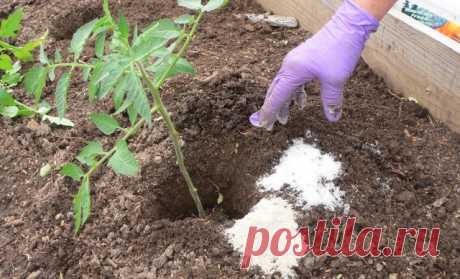 Проблемы, которые могут возникнуть при выращивании рассады | Рассада (Огород.ru)