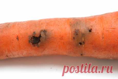 Простые приемы эффективной борьбы с вредителями и болезнями моркови