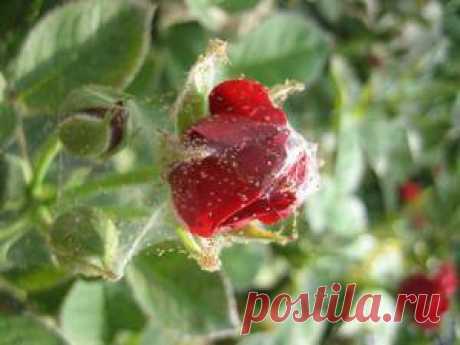 Спасаем домашнюю розу от паутинного клеща: советы цветоводов