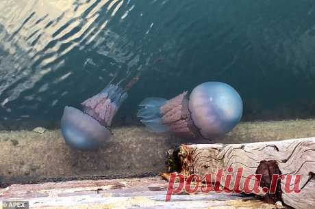 К британским берегам приплыли огромные медузы Вторжение очень крупных медуз корнеротов в гавань Торки графства Девон (Англия) вероятно является еще одним следствием ускоряющегося глобального