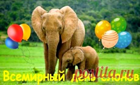 Всемирный день слонов - 80 интересных фактов &amp;raquo; Женский Мир