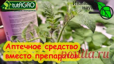 ФИТОСПОРИН ИЗ АПТЕКИ: уникальные средства от всех болезней: человека, животных и растений. | Иван Русских | Дзен