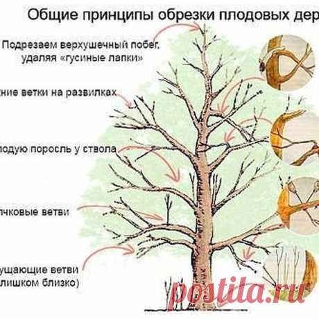 Вы спрашивали: Осенью не смогли провести обрезку старых яблонь. Когда можно приступить к этой работе?
⠀
Отвечаем. Время весенней обрезки зависит от погодных условий. Обычно к этой серьезной работе приступают, когда дневная температура поднимается выше 0 градусов (+7...+10 градусов). В средней полосе это конец марта — начало апреля. При обрезке вначале удаляют поврежденные и больные ветки или те, что переплетаются, загущают крону внутри дерева, так как при сильно загущенной...