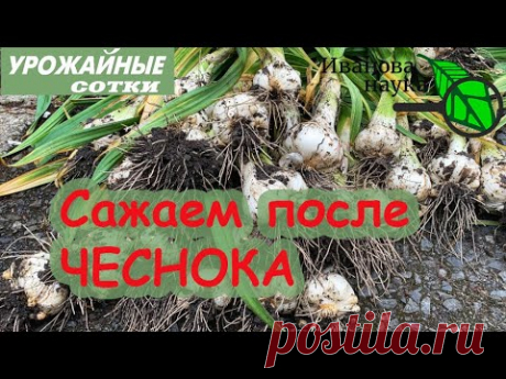 Что посадить после чеснока? Что-то очень вкусное!