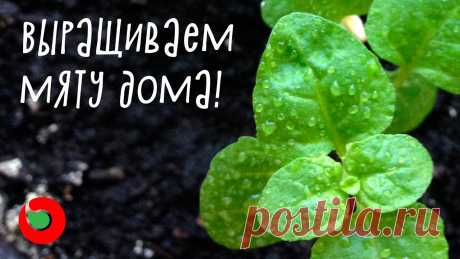 Как посеять мяту дома? Выращивание мяты на подоконнике из семян.