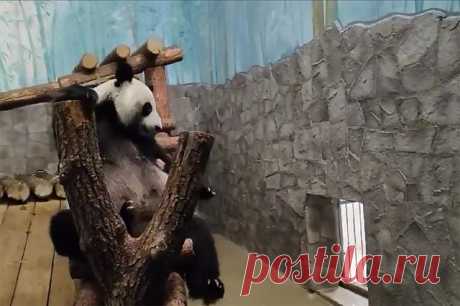 Мама-панда заманивает Катюшу в свой вольер. В Московском зоопарке показали видео, где взрослая панда Диндин заманивает маленькую Катюшу в большой вольер.