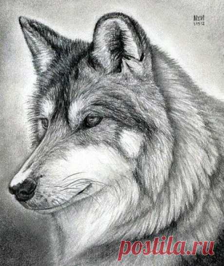 как нарисовать  волка