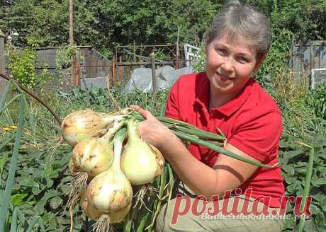 Луковое царство - такой урожай восхищает!))).