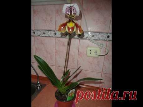 Пафиопедилум Paphiopedilum Венерин башмачёк. Полив.