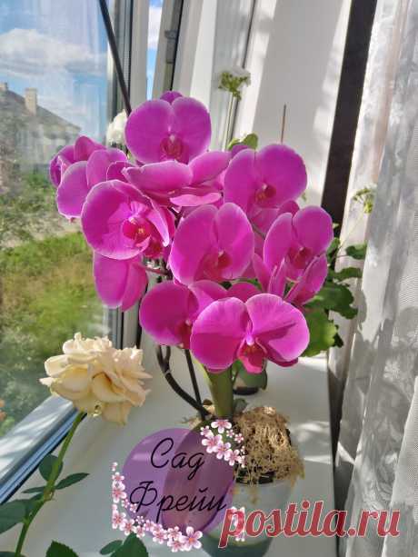 Считаю &quot;двойной&quot; горшок для орхидеи идеальным. Показываю, почему рекомендую и сама сажаю только в него | Сад Фрейи | Яндекс Дзен