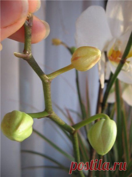 Почему у орхидеи опадают  и бутоны?
