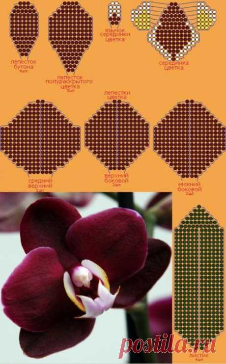 Орхидея фаленопсис из бисера. Орхидея из бисера мастер класс с пошаговым фото. Схема мозаичного плетения орхидеи