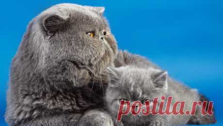 пушистые кошки: 21 тыс изображений найдено в Яндекс.Картинках