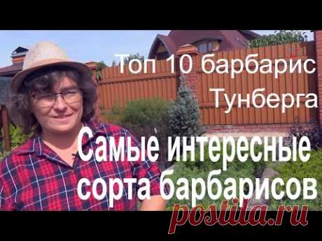 Самые интересные сорта барбарисов. Топ 10 барбарис Тунберга