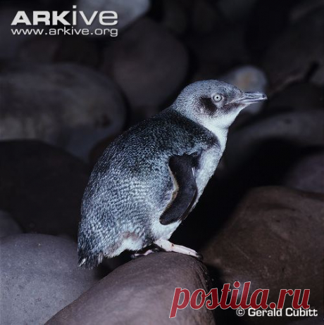 arkive animals - Поиск в Google