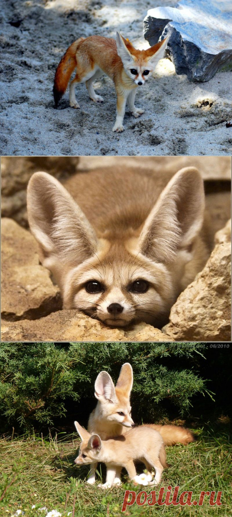 Фенек - миниатюрная лисица