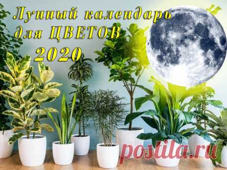 NEW! Лунный календарь для комнатных цветов на 2020 год - Простые рецепты - женский сайт