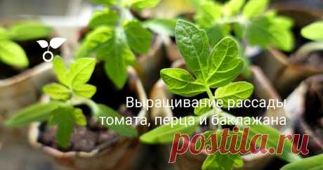 Выращивание рассады томата, перца и баклажана Чтобы определить время посева культур семейства Пасленовые, надо исходить из условий, в которых они будут выращиваться и времени высадки растений. От момента высадки растений надо отсчитать назад 60-70 дней у перца и баклажана, и около 40-45 дней у томата, плюс 3-7 дней на всходы