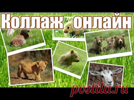 Как сделать коллаж онлайн - YouTube