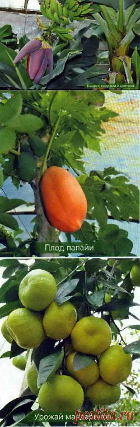 Особенности выращивания экзотических плодов в домашних условиях | Дача - впрок